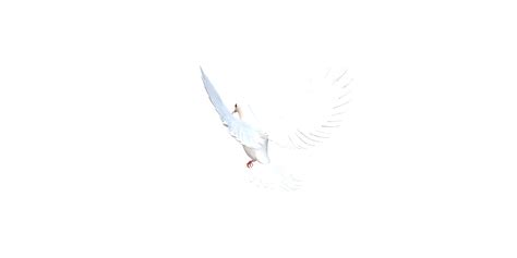 Peace Dove isolated on a Transparent Background 24997364 PNG