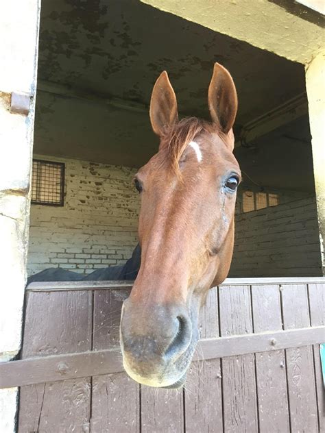 JMB Fan Page on Twitter La ballerine est bien arrivée au haras