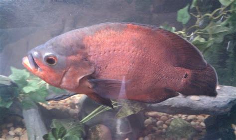 Photo #9 - My Old Buddy... Red Oscar 13 Inches Long, About ...