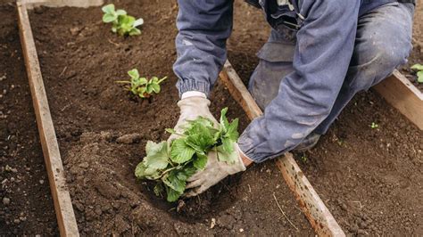 Estas Son Las Semillas Que Debes Plantar En Mayo En El Huerto Para