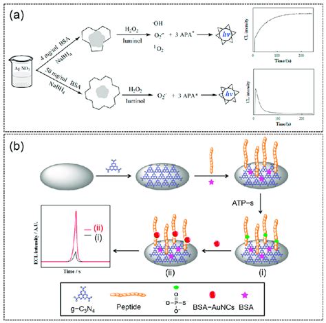 A Schematic Of The Chemiluminescence CL Mechanisms Of The