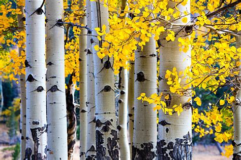 Download Free 100 + aspen grove wallpaper