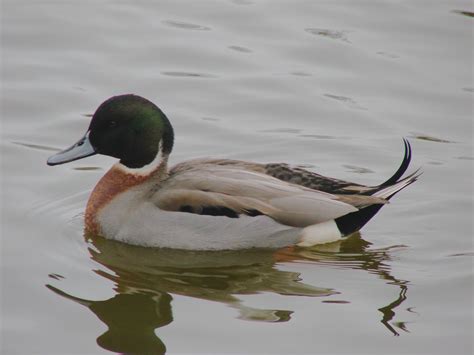 Wild Hybrid Ducks