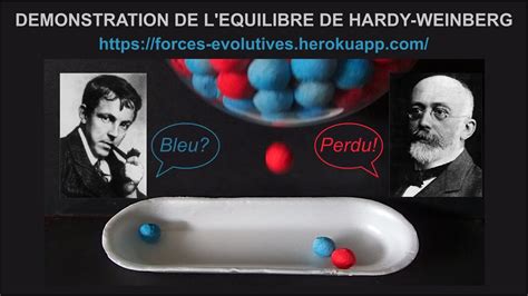 D Monstration De L Quilibre De Hardy Et Weinberg Et Mod Lisation Youtube