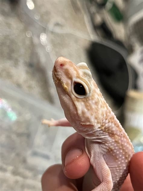 My Rescue Leopard Gecko Has Mouth Rot I Have Been Searching For Vets