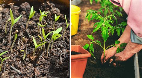 richtige Aussaat von Tomaten für kräftiges Wachstum und eine reiche