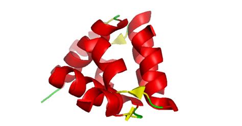 Relaxin What It Is Characteristics And Functions Of This Hormone 2024