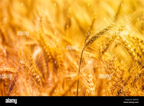 Harvest ready amarillo dorado orejas de triticale híbrido de trigo y