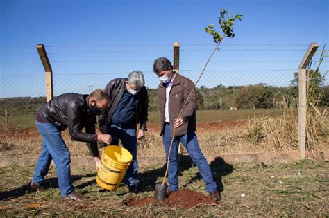 Maracaju Prefeitura Inicia Implantação De Cortina Arbórea Em Alusão