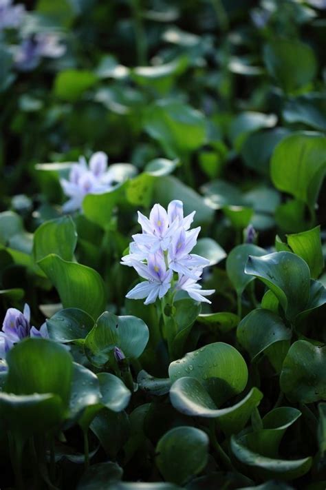 Managing Water Hyacinths How To Control Water Hyacinth In Ponds Artofit