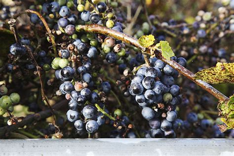 Can You Eat Wild Grapes 8 Best Ways To Identify Them