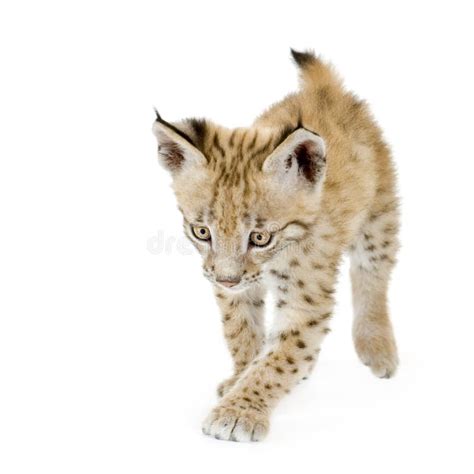 Baby Canadian Lynx Stock Photo Image Of Young Background 11975932