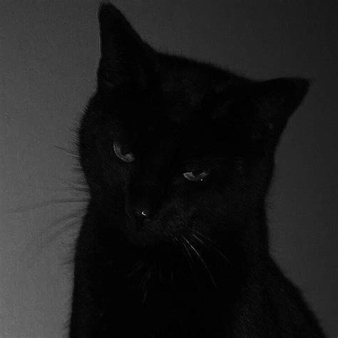 Black cat pfp | Cat aesthetic, Cat icon, Cats