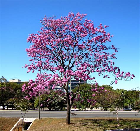 Ip Roxo Handroanthus Impetiginosus A Photo On Flickriver