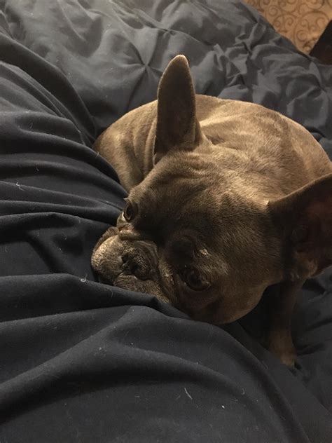 Sad Panda Face : r/Frenchbulldogs