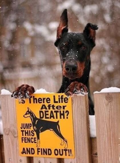 15 Memes Of Doberman Pinschers That Will Make You Laugh All Day