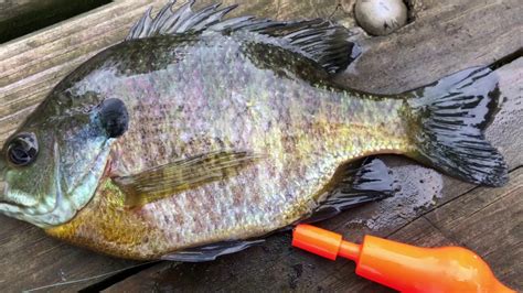 Worm Bobber Fishing For Panfishcatfish Bait Youtube