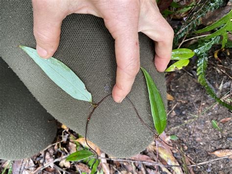 Sweet Sarsaparilla From Glass House Mountains QLD AU On August 6