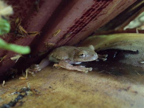 Small Eared Treefrog Project Noah