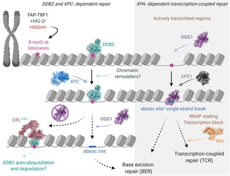 Unified Working Model Role Of Ner Proteins In 8 Oxoguanine