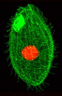 Tetrahymena Thermophila