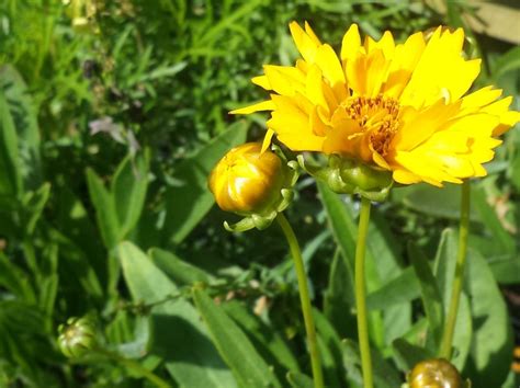 Coreopsis grandiflora Sunray | Wholesale Nursery - Nurseries in ...