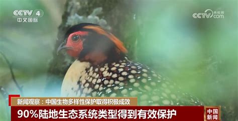 数字绘就活力涌动“生态画卷” 中国生物多样性保护成效明显新闻频道央视网