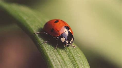 How To Tell The Difference Between Ladybugs And Asian Lady Beetles