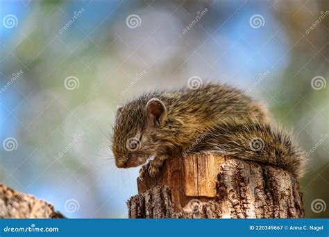 Squirrel Sleeping Standing Stock Photography | CartoonDealer.com #150662444