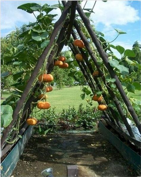 Vegetable Garden Trellis | Fasci Garden