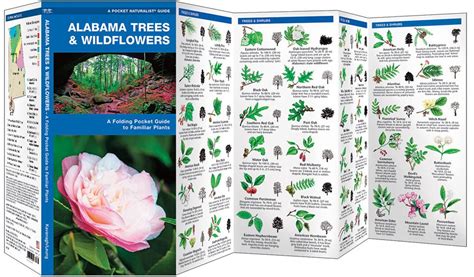 Alabama Trees And Wildflowers Pocket Naturalist® Guide