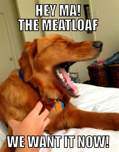 Hey Ma The Meatloaf We Want It Now Goldenlove Meme Puppy Memes