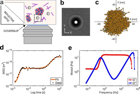 Passive Microrheology Without Optical Trapping A A Schematic