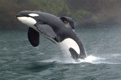 La Historia De Keiko La Orca De Liberen A Willy” Que Después De Vivir