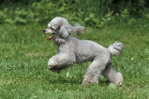 11+ Silver Standard Poodle - RaefeRabecka