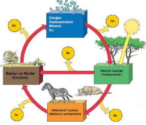 Ekosistem Nedir Ekosistem Özellikleri Nelerdir