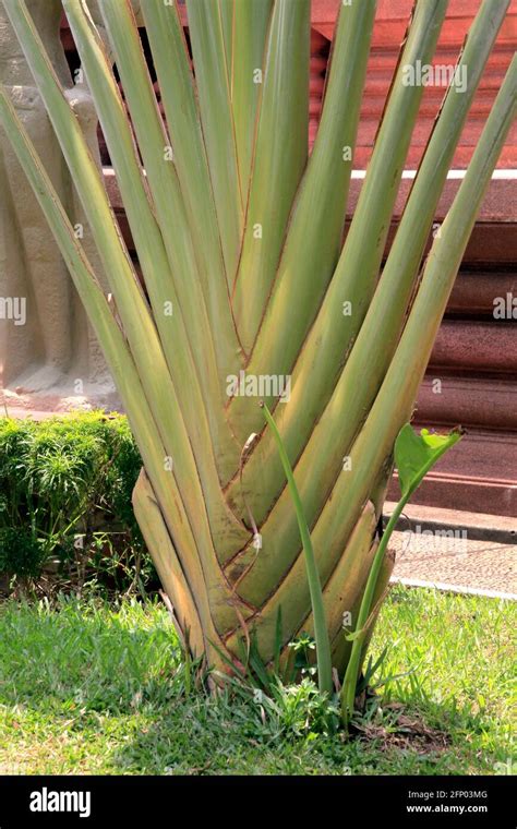 Plants in the front garden of the National Museum in Phnom Penh ...