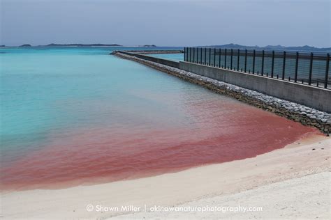 Beaches of the Ryukyu Islands | Okinawa Nature Photography