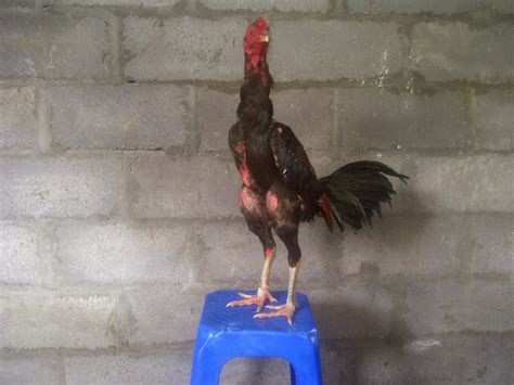 Jual Ayam Aduan