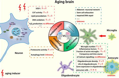 Sex Differences Implicated In Cellular Hallmarks Of The Aging Brain