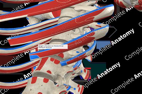 Origin of External Abdominal Oblique Muscle | Complete Anatomy