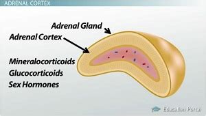 Adrenal cortex produces steroid hormones - Esteroides para incrementar ...