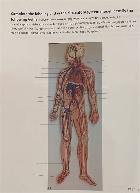 Solved Complete The Labeling And In The Circulatory System Model