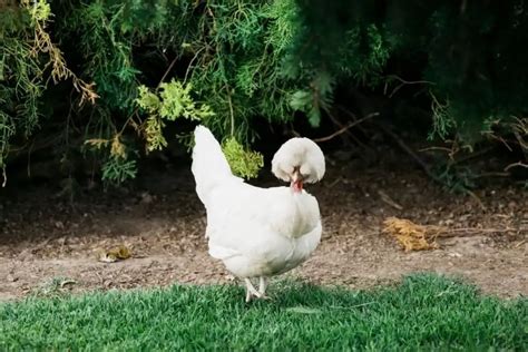 Sultan Chicken: Egg Production, Breed Personality And Care