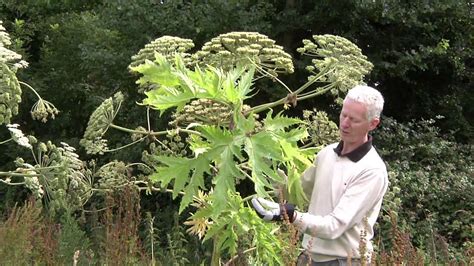 Giant Hogweed Identification