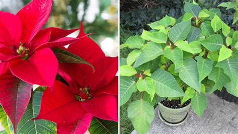 Comment Faire Rougir Votre Poinsettia Toile De No L Astuces