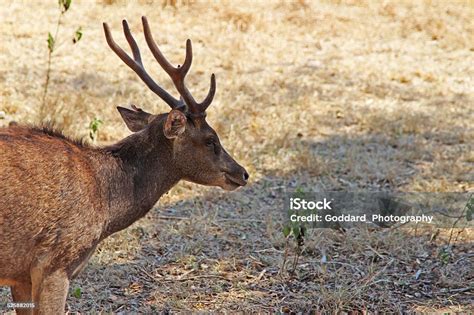 Indonesia Timor Rusa Deer On Rinca Island Stock Photo - Download Image ...