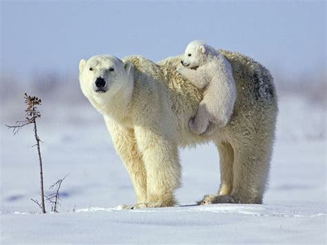 Polar Bears Wallpapers Group (77+)