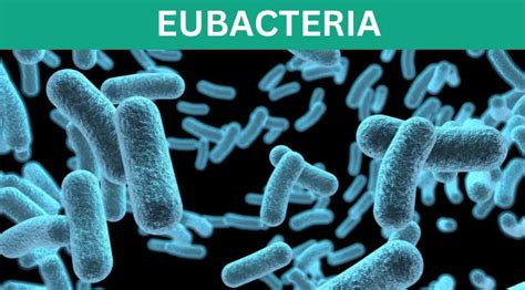 Eubacteria Structure Characteristics Classification Importance