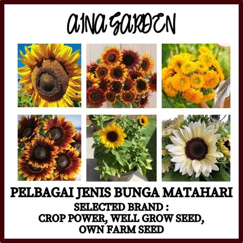 Hsk Pelbagai Jenis Biji Benih Pokok Bunga Matahari Sunflower Seed